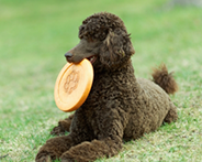 Dr. Frank Incrapera, a dentist at Kimberley Lane Cosmetic & Family Dentistry, enjoying quality time with Linda, his rescue standard poodle, in a grassy outdoor setting.