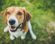 Beagle dog named Nola sitting on grass, smiling, representing Dr. Tran's personal interest in spending time with his rescued dog.
